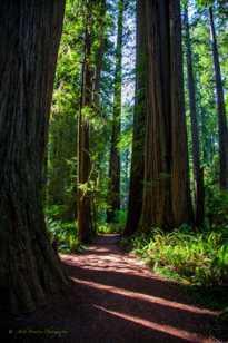 Jedediah Smith Redwoods-7185